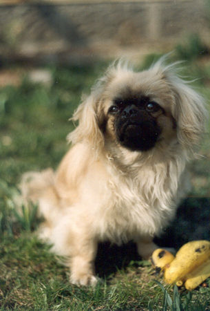 Pekingese Hunde Foto 27677 Pekingese