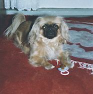 Pekingese Hunde Foto 27678 Pekingese