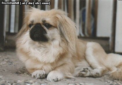 Pekingese Hunde Foto 7061 Pekingese In Memory: Mandy