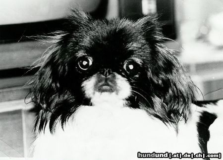 Pekingese Hunde Foto 8969 Pekingese