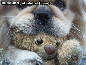 Pekingese Hunde Foto 44825 in höherer Auflösung ansehen Pekingese Taiki mit seinem