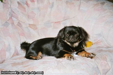 Pekingese Hunde Foto 7710 Pekingese Meine Kleine Milly