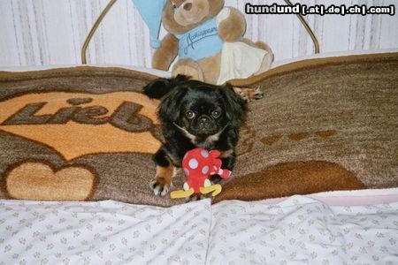 Pekingese Hunde Foto 7711 Pekingese Meine Kleine Milly