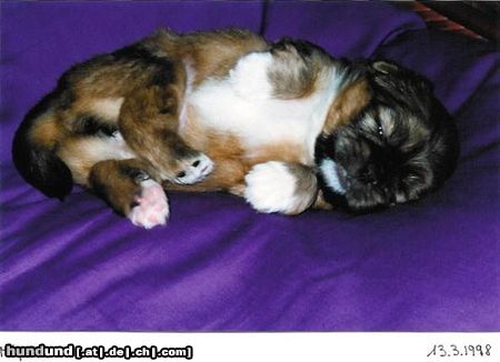 Pekingese Hunde Foto 46155 Pekingese Miyoko 4 Wochen alt