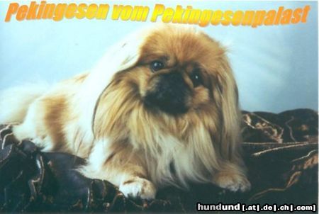 Pekingese Hunde Foto 4964 Pekingese kleine Hobbyzucht