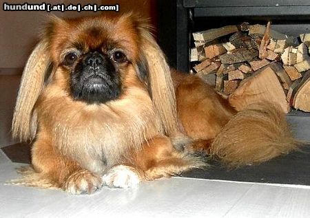 Pekingese Hunde Foto 46156 in höherer Auflösung ansehen Pekingese Dorian