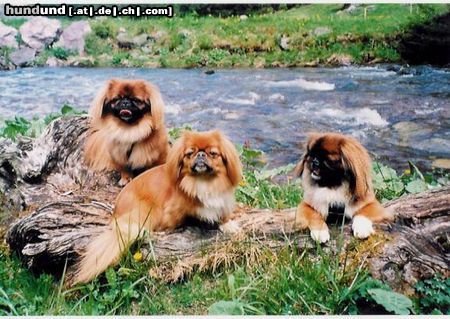 Pekingese Hunde Foto 46157 in höherer Auflösung ansehen Pekingese Dorian, Lilibess und Miyoko