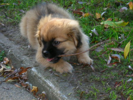 Pekingese Hunde Foto 36040 Pekingese Ich bin Peki/Yorki Mix Odin und mit Nase auch sehr süß