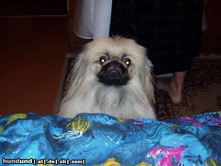 Pekingese Hunde Foto 20509 in höherer Auflösung ansehen Pekingese persik