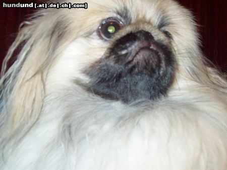 Pekingese Hunde Foto 20510 in höherer Auflösung ansehen Pekingese persik