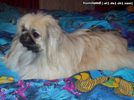 Pekingese Hunde Foto 20508 in höherer Auflösung ansehen Pekingese