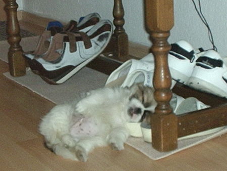 Pekingese Hunde Foto 37903 in höherer Auflösung ansehen Pekingese GIZMO bei seiner Siesta