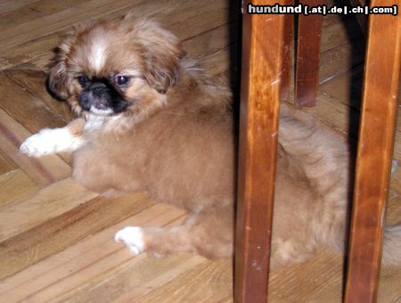 Pekingese Hunde Foto 5552 Pekingese