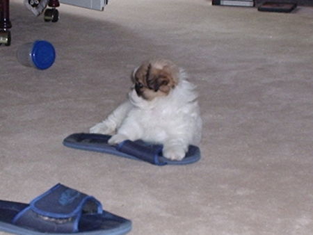Pekingese Hunde Foto 37904 in höherer Auflösung ansehen Pekingese GIZMO ca 10 Wochen alt