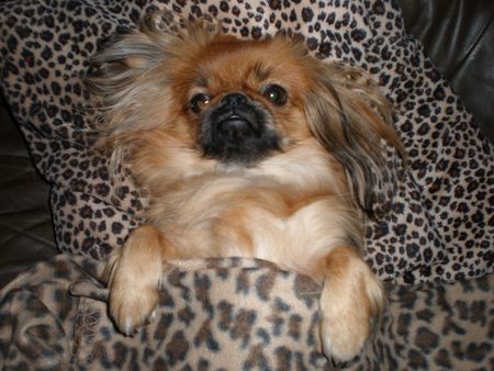 Pekingese Bubuschka