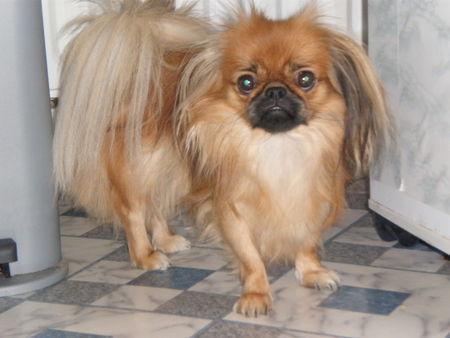 Pekingese Hunde Foto 43345 in höherer Auflösung ansehen Pekingese Bubuschka