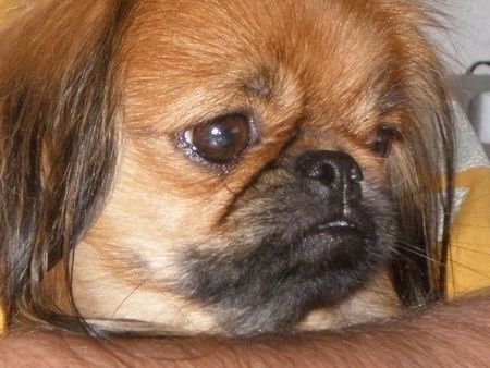 Pekingese Hunde Foto 43636 in höherer Auflösung ansehen Pekingese bubuschka