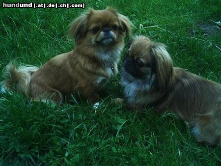 Pekingese Hunde Foto 25105 Pekingese Mami und Tochter