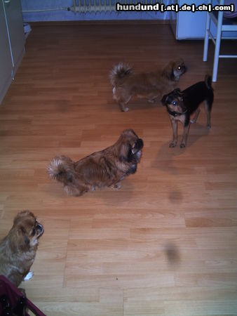 Pekingese Hunde Foto 25112 in höherer Auflösung ansehen Pekingese Unser 4 süßen