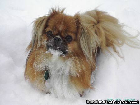 Pekingese Hunde Foto 22601 in höherer Auflösung ansehen Pekingese kleine Pekinesendame, die sich auch im Schee noch wohl fühlt
