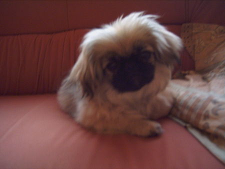 Pekingese Hunde Foto 34909 in höherer Auflösung ansehen Pekingese Mine Laila