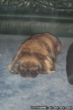Pekingese Hunde Foto 24323 Pekingese Schnarch