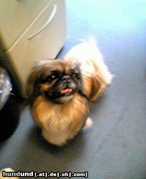 Pekingese Meine kleine Peggy-Sue vom Goldberg