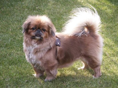 Pekingese Peggy 