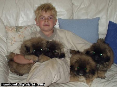 Pekingese Hunde Foto 12371 Pekingese sind wir nicht süß