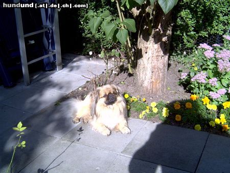 Pekingese Hunde Foto 6073 Pekingese Unser Benny