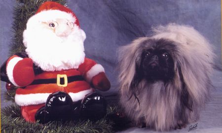 Pekingese Hunde Foto 1502 Pekingese Frohe Weihnachten