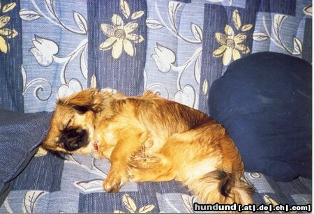 Pekingese Hunde Foto 18639 in höherer Auflösung ansehen Pekingese