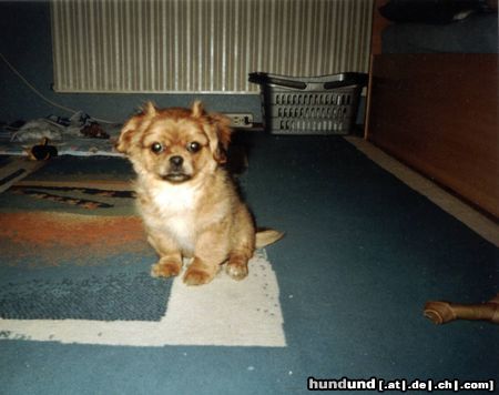 Pekingese Hunde Foto 16538 Pekingese Mein kleiner süßer Gremlin!!!