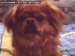 Pekingese Hunde Foto 20737 Pekingese Rocky