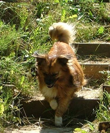 Pekingese Hunde Foto 27158 Pekingese Das ist kein reinrassiger Pekinese. Aber warum sollen keine Mischlinge gezeigt werden auch wenn sie süß sind?
