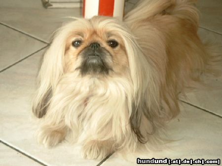 Pekingese Hallo ich bin GIN-JAvom Palasthund