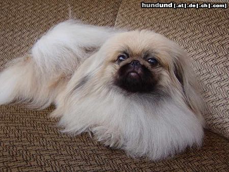 Pekingese Hunde Foto 20512 in höherer Auflösung ansehen Pekingese PERS CHIN JU SI