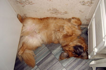 Pekingese Hunde Foto 43402 in höherer Auflösung ansehen Pekingese Unser KoKo
