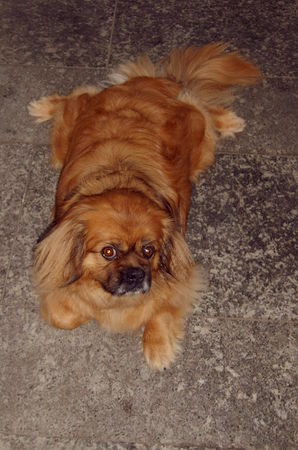 Pekingese Hunde Foto 43403 in höherer Auflösung ansehen Pekingese Unser KoKo2