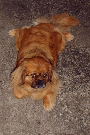 Pekingese Unser KoKo2