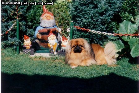 Pekingese Hunde Foto 25854 in höherer Auflösung ansehen Pekingese Er war der beste Freund