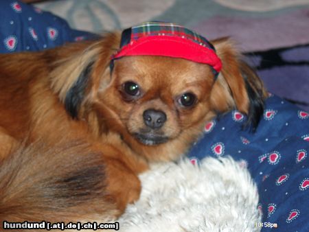 Pekingese Hunde Foto 3659 Pekingese Unser kleiner AXI