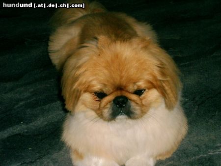 Pekingese Hunde Foto 17103 Pekingese Unser Teddy nach Friseurbesuch
