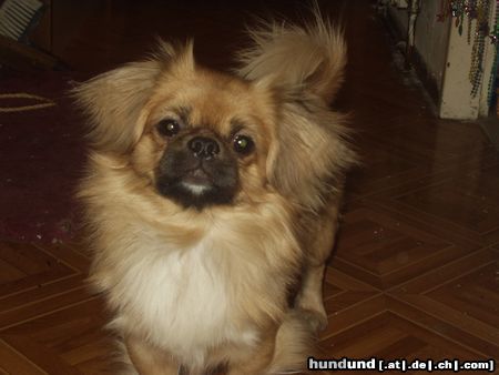 Pekingese Hunde Foto 8764 Pekingese Hi Pekinesen kann man sehr gut etwas lernen!!!