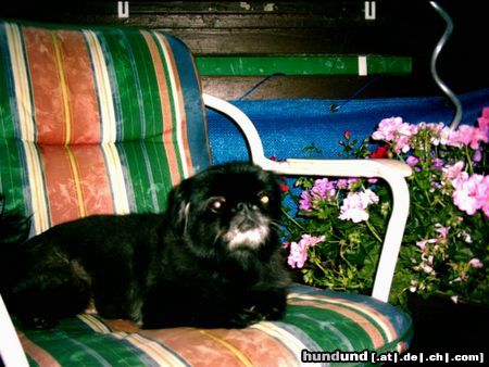 Pekingese Hunde Foto 9630 Pekingese Das ist mein Pekinese trixi, sie ist 15 Jahre alt. Auf dem Bild ist sie geschoren weil sie so geschwitzt hat im Rekord Sommer. Gruß an alle Peninesen Freunde