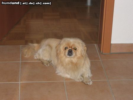 Pekingese Hunde Foto 20082 Pekingese flocke sommer 2004