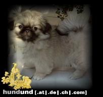 Pekingese Hunde Foto 22154 in höherer Auflösung ansehen Pekingese ich bin die xenia
