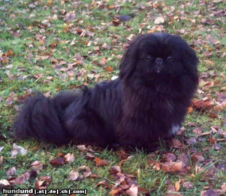 Pekingese Hunde Foto 19506 Pekingese pekinese