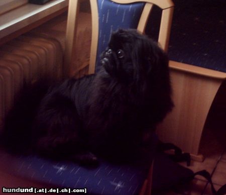 Pekingese Hunde Foto 20704 in höherer Auflösung ansehen Pekingese ich bin der king von pekinesen hahaha....