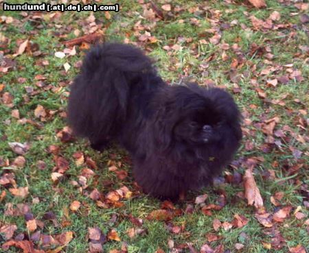 Pekingese Hunde Foto 19507 in höherer Auflösung ansehen Pekingese ich bin bassik